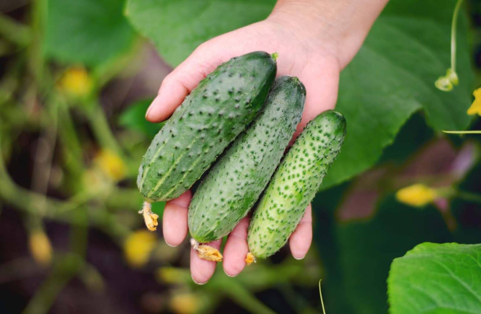 Connaissez-vous ces vertus magiques de concombres ?