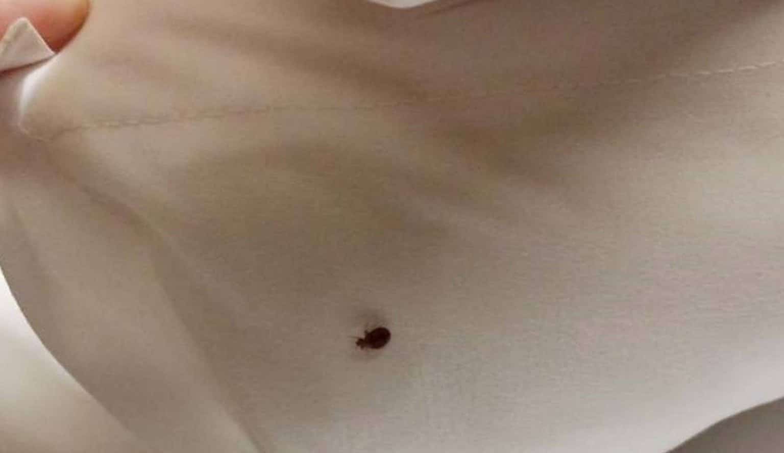 Voici ce qui attire les punaises dans votre lit Ce qui attire les punaises dans votre lit