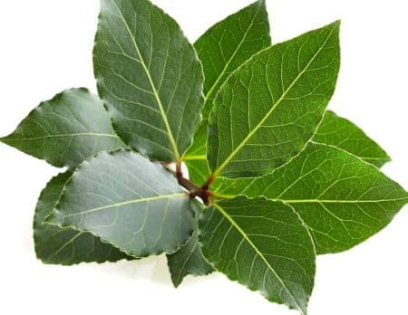 Les bienfaits de laurier pour la peau