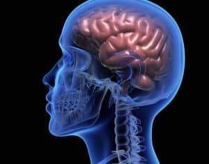 Quels sont les surper aliments pour aider le cerveau ?