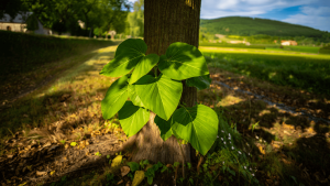 Paulownia : arbre "miracle" de la lutte contre la crise climatique ou arnaque ?