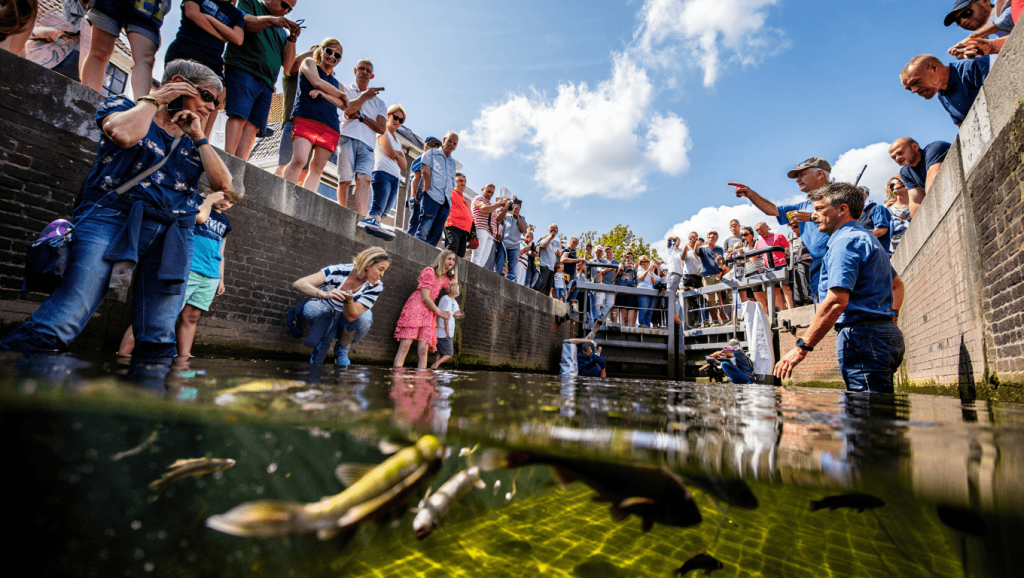 Aux Pays-Bas, les humains se mouillent pour aider les poissons