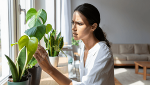 Ces plantes dépolluent-elles vraiment vos intérieurs ?