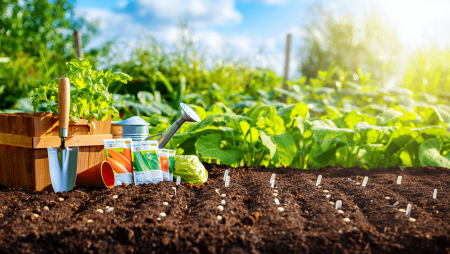 Que planter et semer en mai ? Le guide pour votre potager
