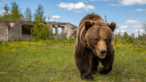 Tchernobyl : 40 ans après, la biodiversité fait son comeback