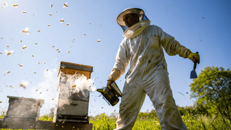 Apiculture douce : et si les abeilles n'avaient plus besoin de nous ?