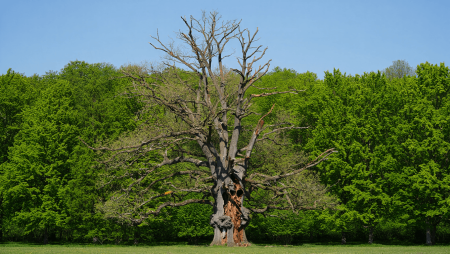 Canicule : quand les arbres arrêtent de transpirer