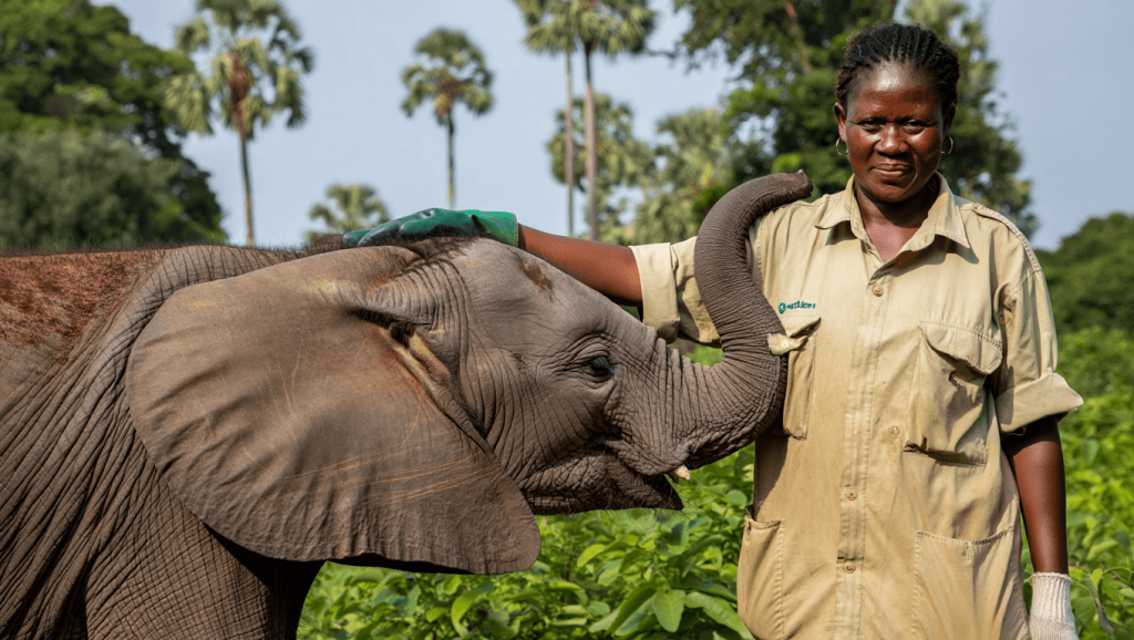 Éléphanteau orphelin sauvé au Nigeria : un soigneur lui sert de mère Au Nigeria, "être comme une mère" pour un éléphanteau orphelin