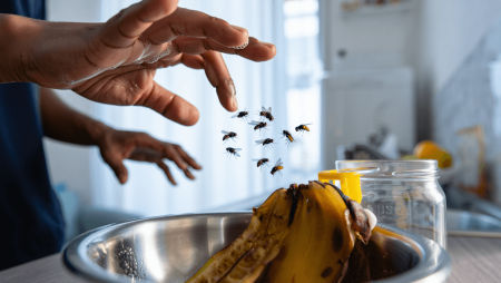 Comment éliminer les mouches dans une maison?