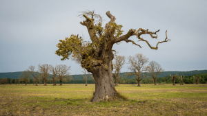 Arbres en France: pertes massives signalent un déclin préoccupant en moins de dix ans La mortalité naturelle des arbres a fortement augmenté en France en moins de dix ans