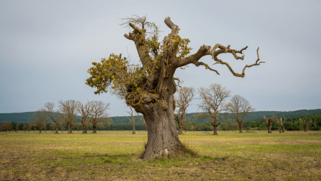 La mortalité naturelle des arbres a fortement augmenté en France en moins de dix ans