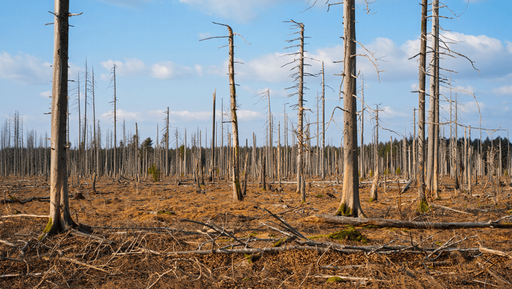 Puits de carbone en forte baisse en France: Canopée sonne l’alerte Climat: les puits de carbone se réduisent en France, alerte l'association Canopée