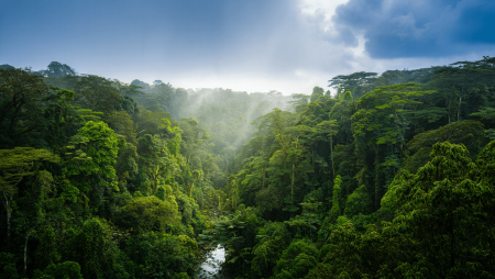 Forêt: neuf réserves biologiques créées ou étendues en France, la plus grande en Guyane