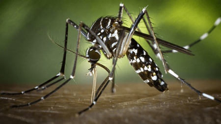 Moustique-tigre : les lâchers de mâles stériles peuvent-ils vraiment freiner sa prolifération ?