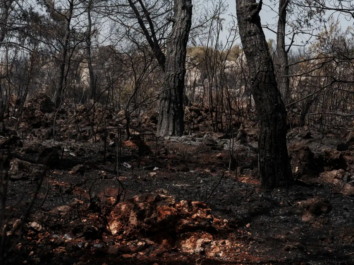 Pinède calcinée avec arbres noirs et débris fumants