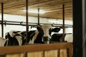Système de brumisation et ventilation dans une étable pour refroidir les animaux pendant la canicule