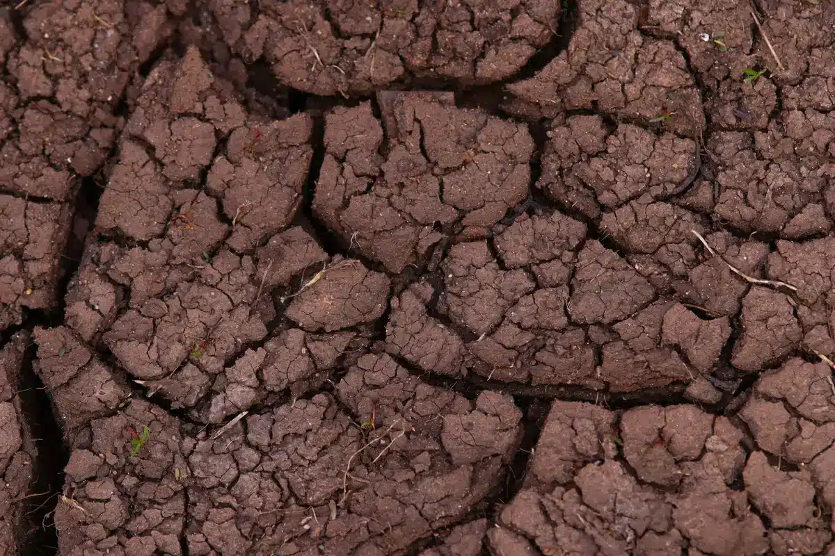 Sol dégradé montrant les signes d'érosion et de perte de fertilité