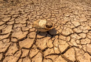 Paysage aride avec sol craquelé et végétation clairsemée sous un ciel sec