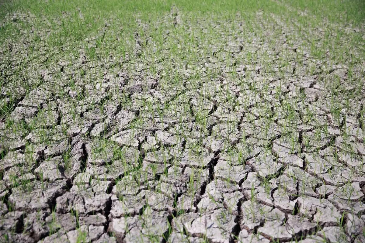 Champ agricole desséché affecté par la sécheresse et le changement climatique