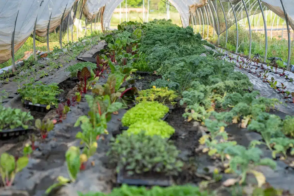 Agriculteurs et habitants collaborant dans un projet d'agriculture durable et locale