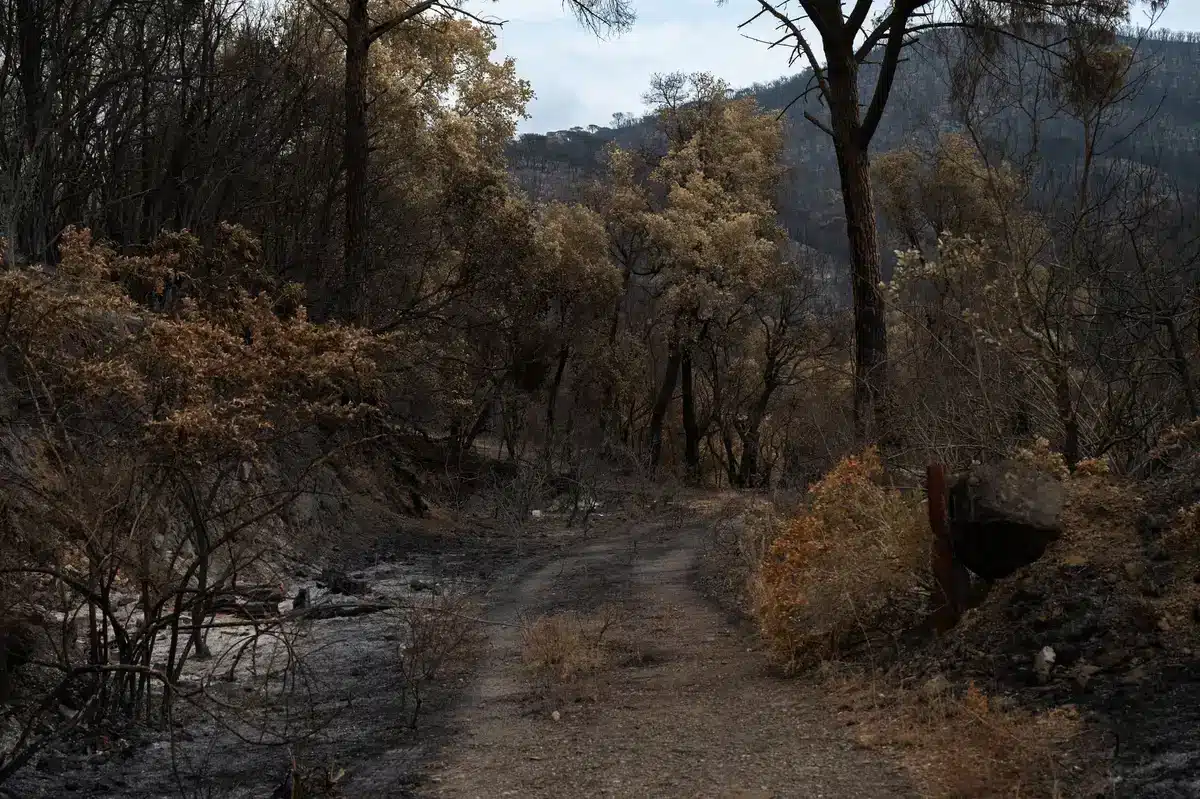 Hectares de forêt ravagés par les incendies, paysage de désolation.