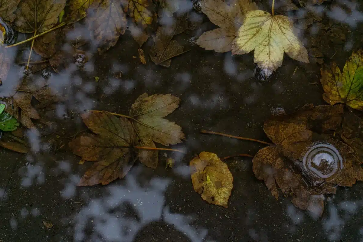 Pluie douce d'automne s'infiltrant dans le sol, favorisant la recharge naturelle des nappes