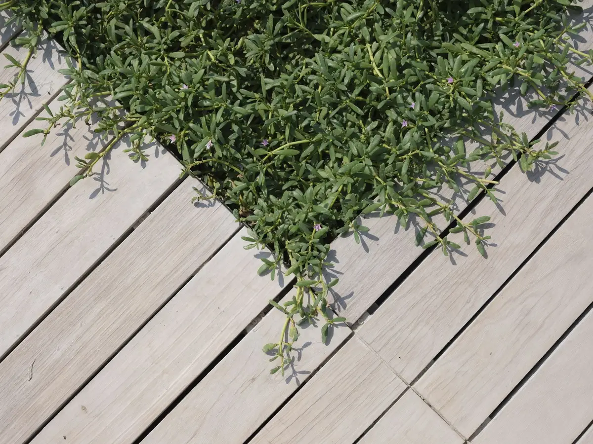 Terrasse en bois et aménagement extérieur paysager durable