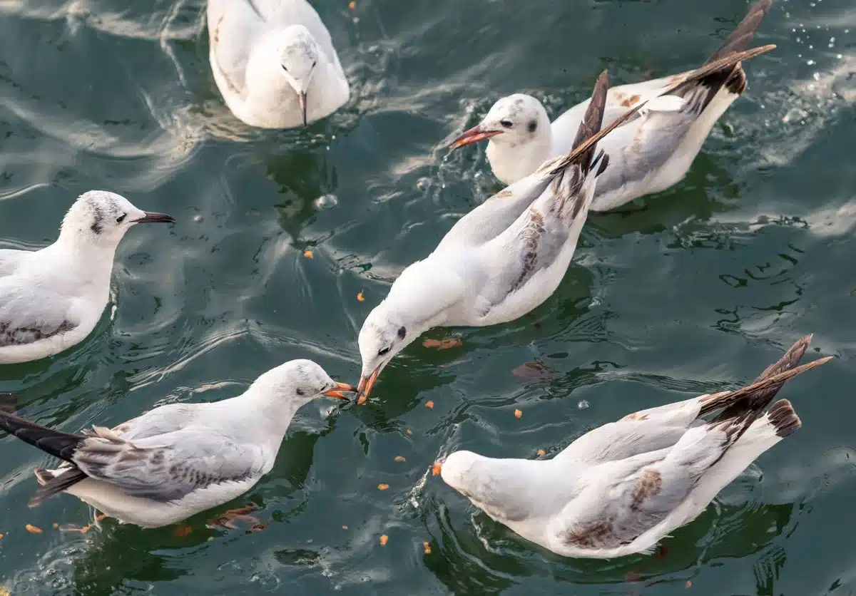 Oiseaux rassemblés autour d'un point d'eau rare, affaiblis par la chaleur