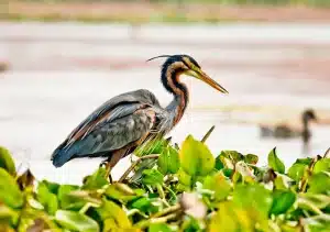 Sécheresse: la LPO exhorte à repousser la saison de chasse aux oiseaux d’eau Zone humide asséchée avec des oiseaux concentrés autour d'un dernier point d'eau, terre craquelée par la sécheresse
