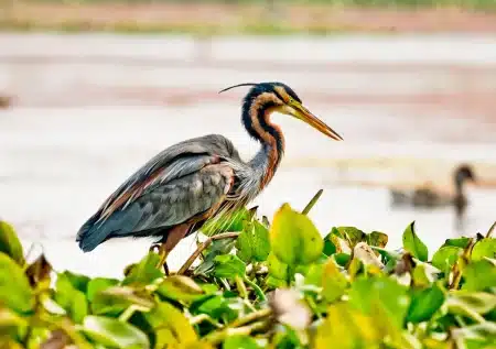 Zone humide asséchée avec des oiseaux concentrés autour d'un dernier point d'eau, terre craquelée par la sécheresse