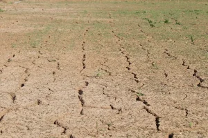 Mains de fermier tenant une pousse et de la terre sèche pendant une sécheresse agricole