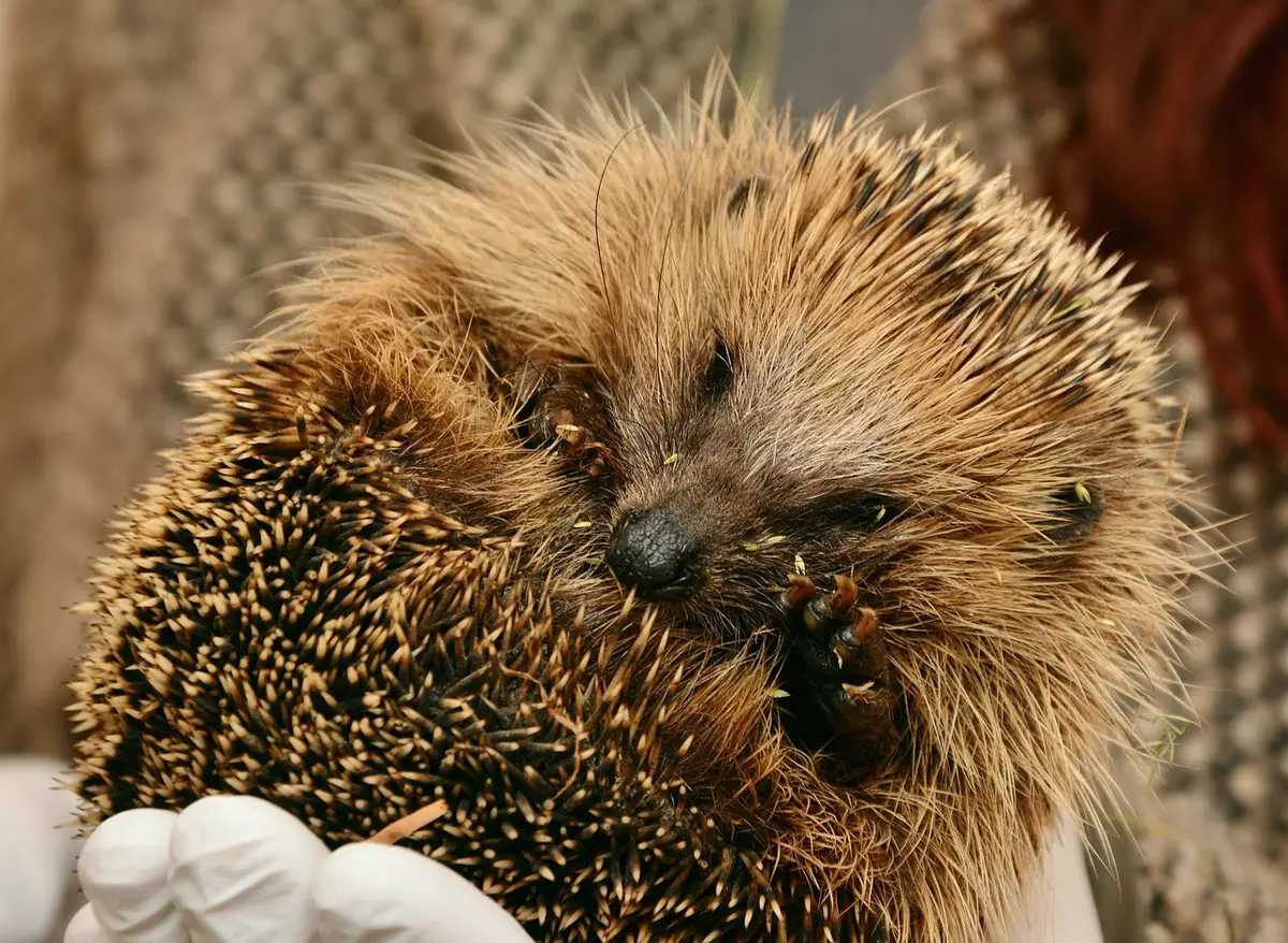 Hérisson en hibernation, espèce fragile face aux changements climatiques