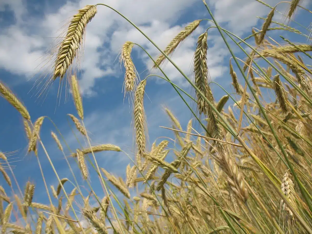 Terres agricoles inondées et récoltes endommagées