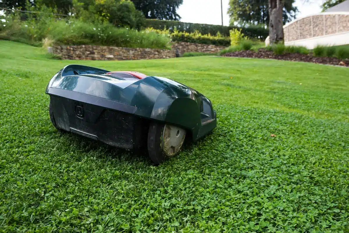 Pelouse laissée plus haute après tonte, montrant mulching