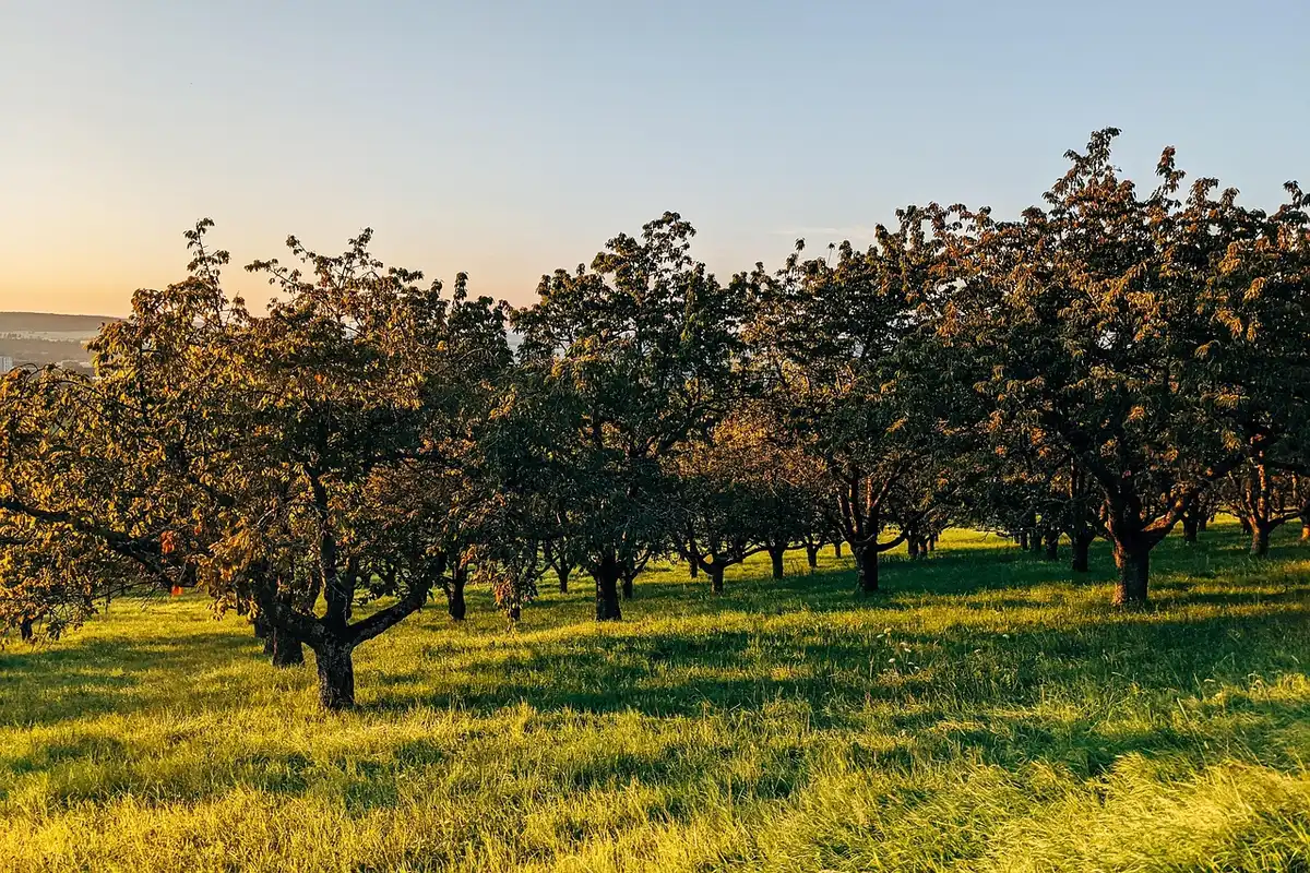 Arbres fruitiers aux fruits petits ou brûlés après la sécheresse