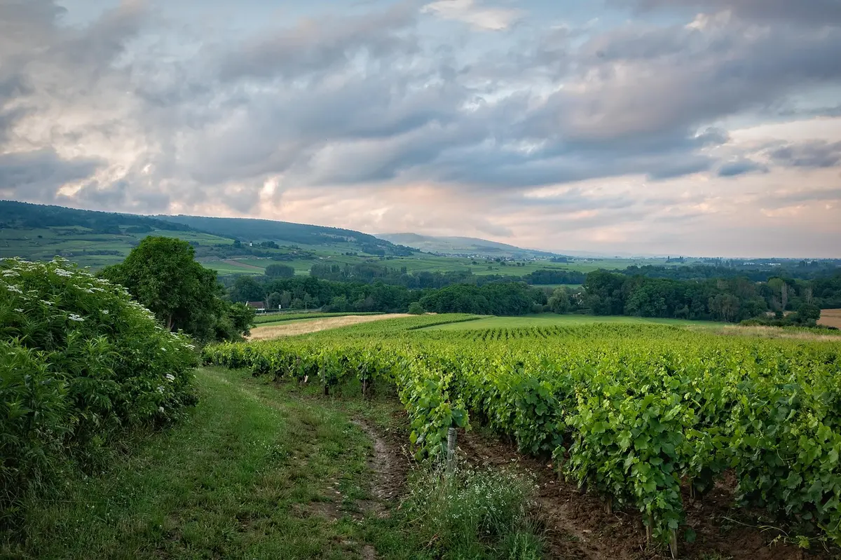 Vendange modeste dans un petit domaine normand avec paniers de récolte
