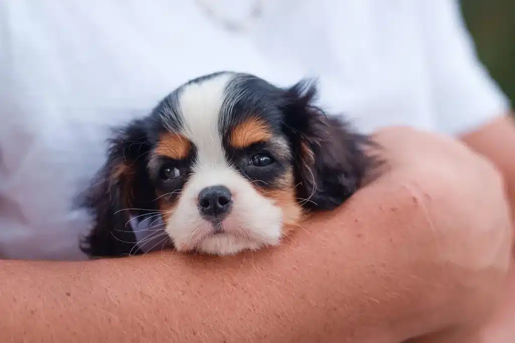 Viticulture: nouveaux vignobles bousculent l’agriculture en Bretagne, Normandie et Hauts-de-France Paysage de petit vignoble en plein jour, mains taillant une jeune vigne près d'une ferme