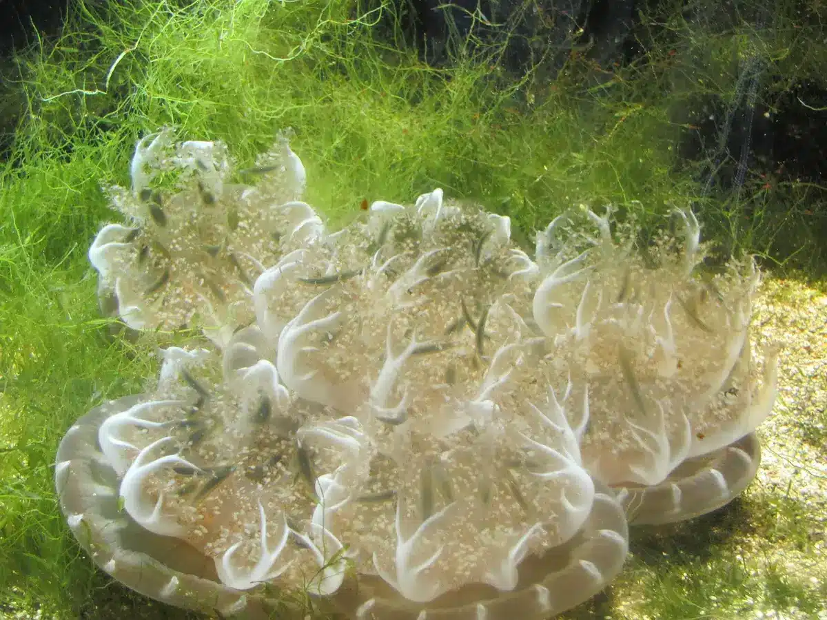 Herbier sous-marin dans une zone de protection intégrale
