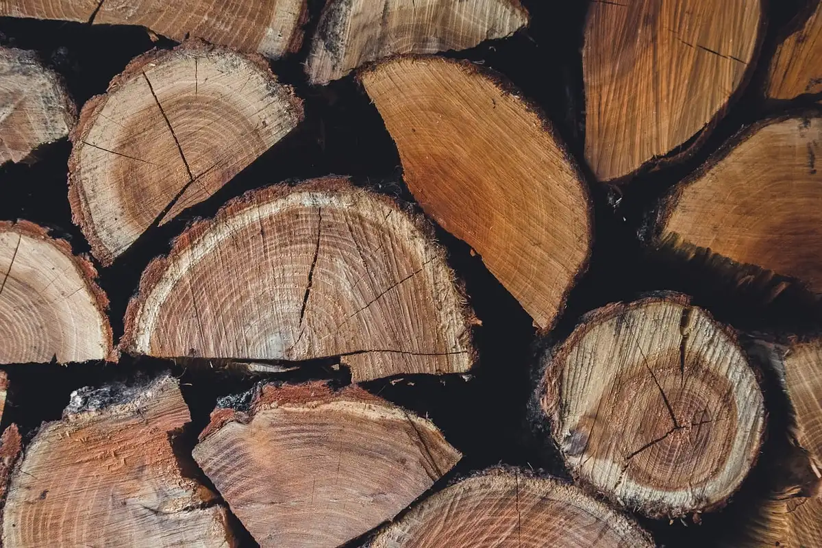 Détails du veinage et des nœuds sur des échantillons de bois