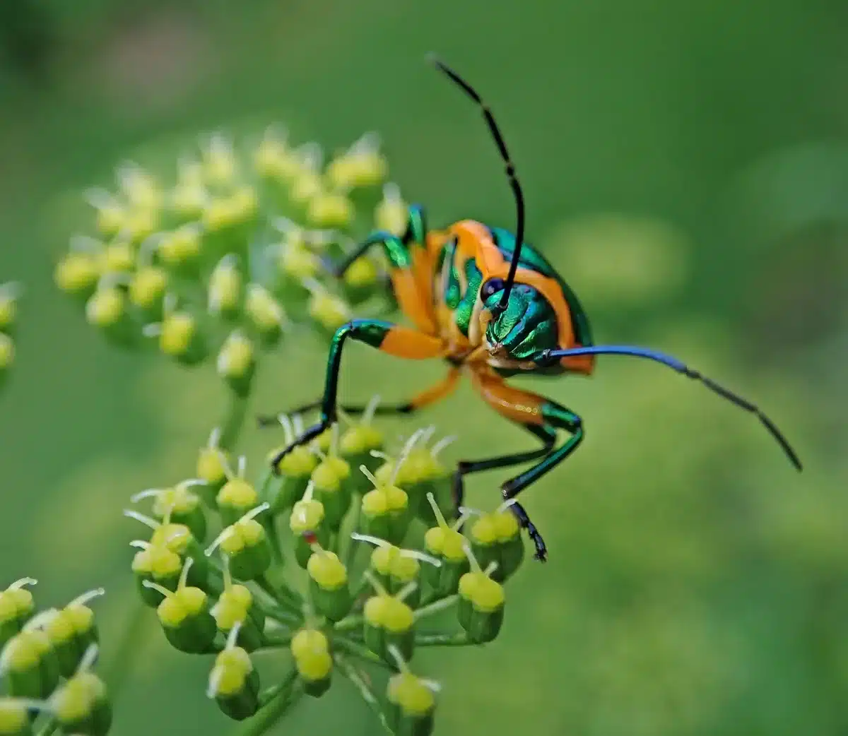 Tronc abîmé par des scolytes et insectes xylophages