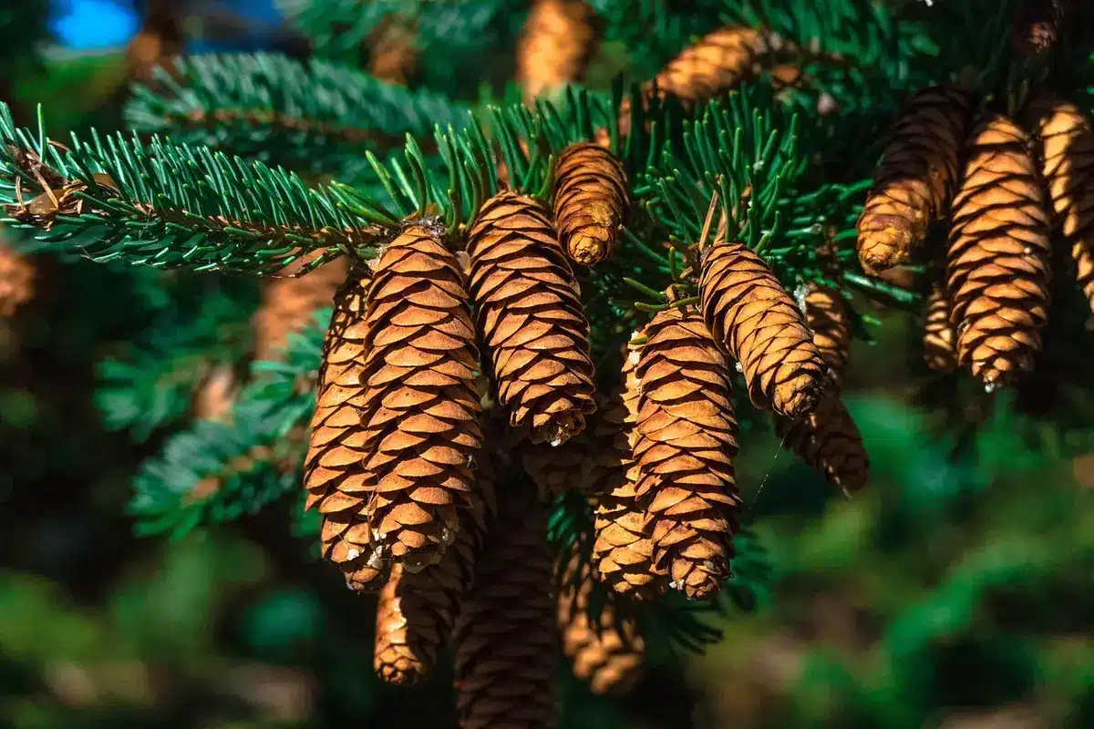 Troupeau d'arbres en pleine croissance illustrant séquestration du carbone