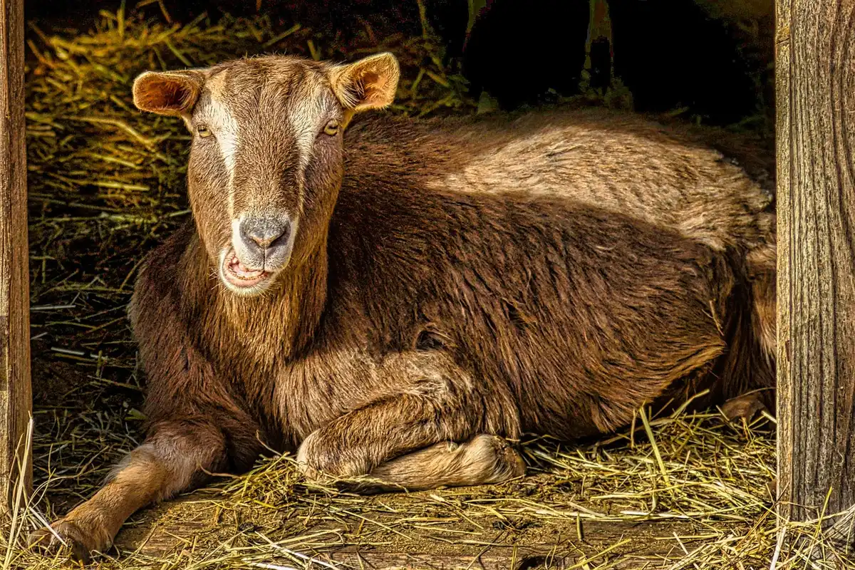 Enfants jouant près d'installations ludiques et enclos d'animaux à la ferme