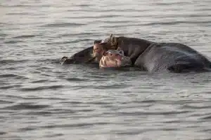 Famille et raft au bord d'une rivière en plein jour, matériel posé sur une table